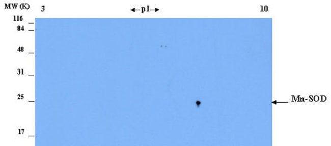 2D Western blot of superoxide dismutase (Mn-SOD) in isolated mitochondria
