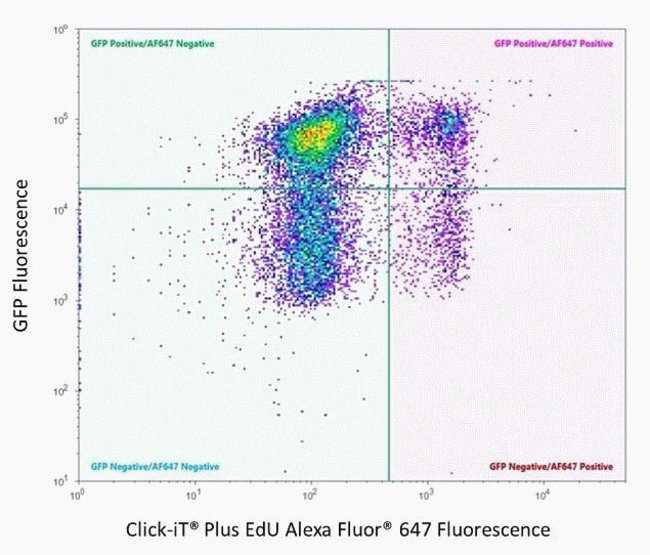 Dual parameter plot of Click-iT® Plus EdU  Alexa Fluor® 647 Flow Cytometry Assay Kit and GFP Fluorescence.