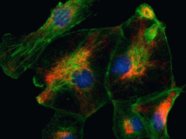 CAKI cell mitochondria and cytoskeleton imaged on EVOS® FL Auto imaging system