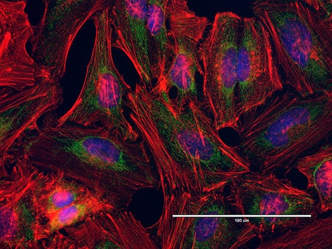 Cytoskeleton and mitochondria in HeLa cells imaged on EVOS® FL Auto imaging system
