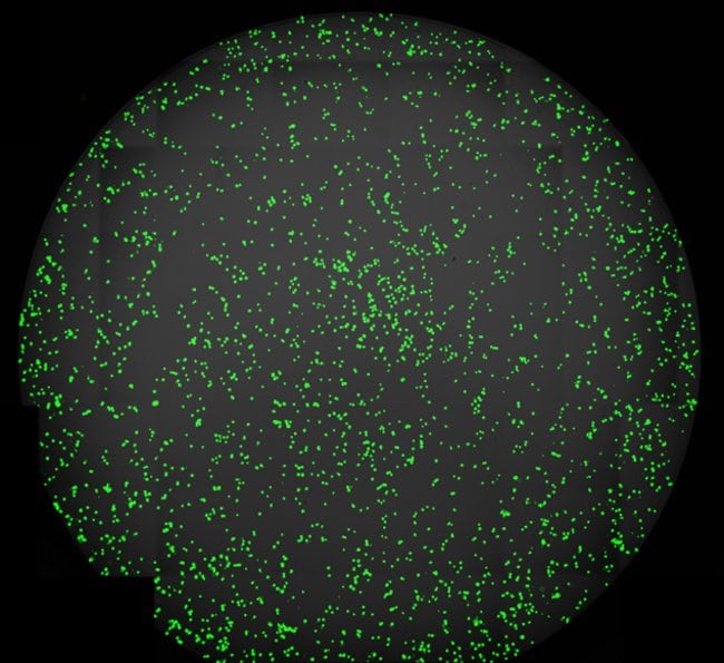 Capturing apoptosis with CellEvent® Green and the EVOS® FL Auto imaging system