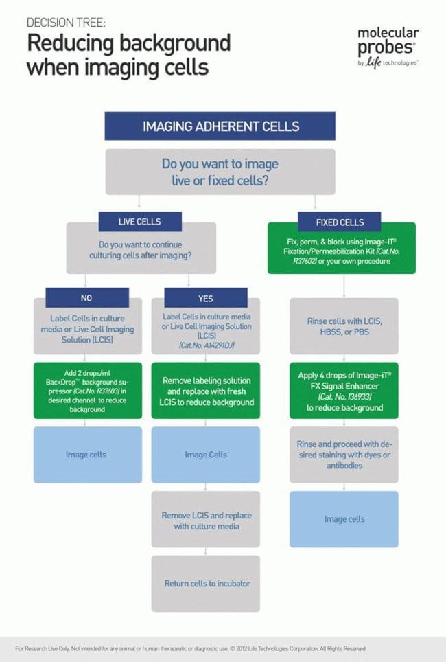 Decision Tree: Reducing Background in Cell Imaging