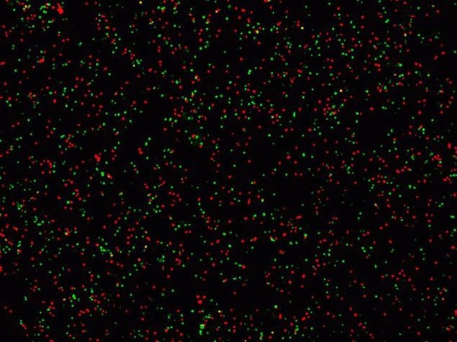 Autofluorescent Synechosystis cyanobacteria were imaged on the FLoid cell imaging station in the  green and red channels.