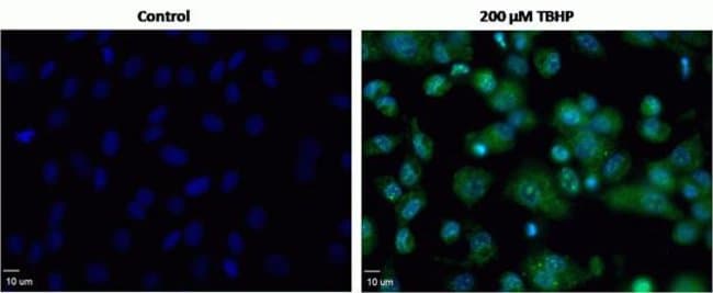 Tert-butyl Hydroperoxide (TBHP) Induced Oxidative Stress Measured with CellROX™ Green Reagent in Bovine Pulmonary Endothelial Cells (BPAE)