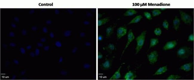 Menadione Induced Oxidative Stress Measured with CellROX&reg; Green Reagent in BPAE Cells