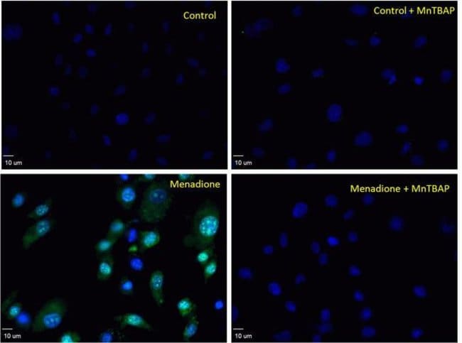MnTBAP Inhibition of Menadione Induced Oxidative Stress Measured with CellROX™ Green Reagent in BPAE Cells
