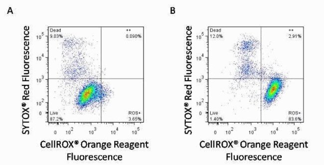 CellROX® Orange Reagent can be used in conjunction with SYTOX® Red Dead Cell Stain to differentiate live stressed cells from dead cells.