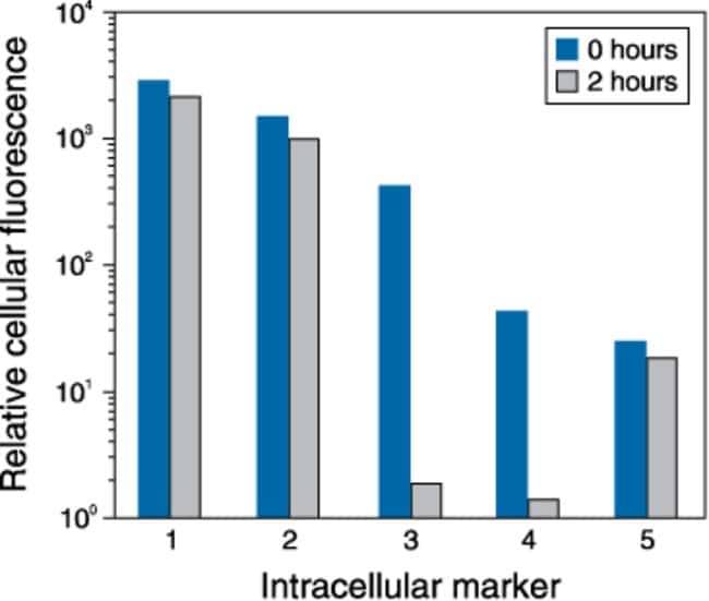 Loading and retention characteristics of intracellular marker dyes.
