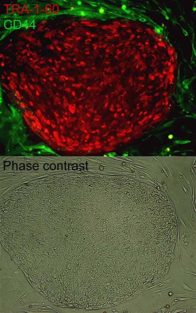 Live cell imaging of iPSCs using the TRA-1-60 Alexa Fluor® 555 Conjugate Kit