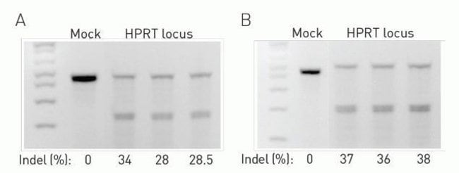 CRISPR/Cas9-mediated cleavage efficiency