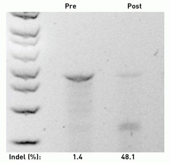 Bead-based enrichment using the GeneArt CRISPR Nuclease Vector with CD4.