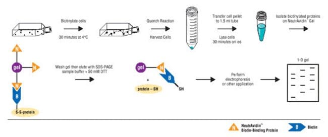 Protocol summary for the Cell Surface Protein Isolation Kit