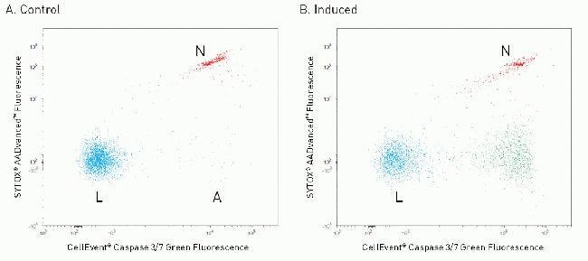 Caspase activity detection in Jurkat cells using the CellEvent® Caspase-3/7 Green Flow Cytometry Assay Kit on the Attune® Flow Cytometer.