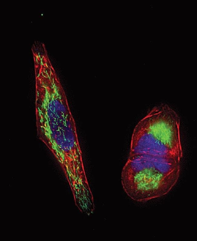 Live-cell imaging with Organelle Lights™ Talin-RFP and Organelle Lights™ Mito-GFP in HeLa cells. HeLa cell were transduced with Cellular Lights™ Talin-RFP and Organelle Lights™ Mito-GFP and co-stained with 1 mg/mL Hoechst 33342. Imaging was performed on live cells using a Delta Vision Core microscope and standard DAPI/FITC/TRITC filter sets.