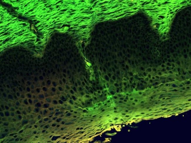 A mouse cervix section was imaged on the  FLoid® Cell Imaging Station (Cat.no. 4471136).