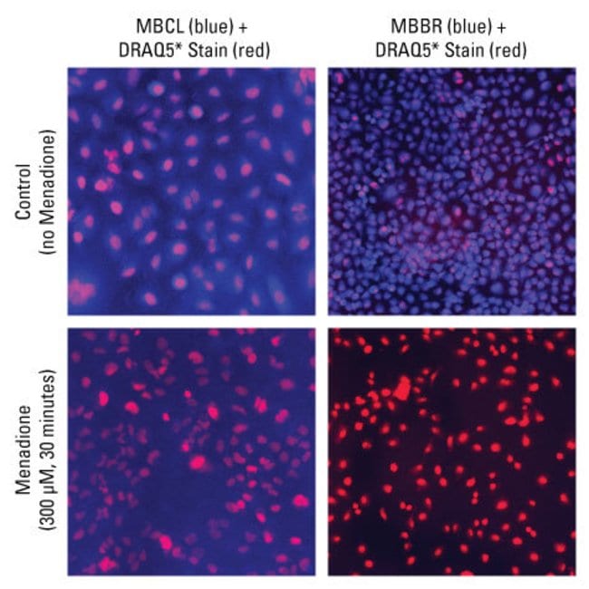 DRAQ5 Dye provides DNA counterstaining in experiments involving blue fluorescent probes