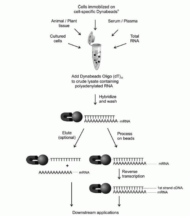 Dynabeads® mRNA DIRECT™ Workflow