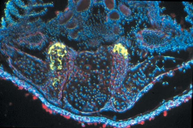 Endogenous phosphatase activity of osteoblast cells in a cartilaginous element of an adult zebrafish head localized using the ELF® 97 Endogenous Phosphatase Detection Kit.