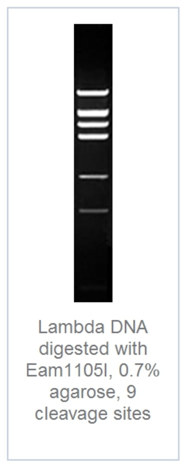 DNA digest