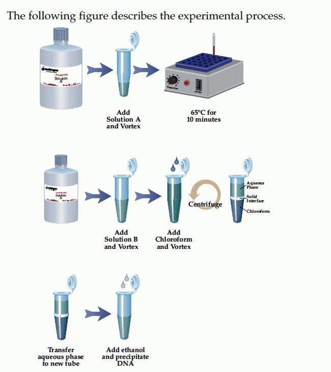 EasyDNA™ gDNA 纯化试剂盒