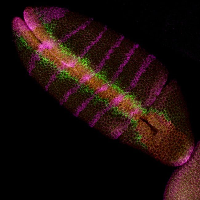 Multiplex FISH detection using FISH Tag™ RNA and TSA kits combined in a whole mount Drosophila embryo.