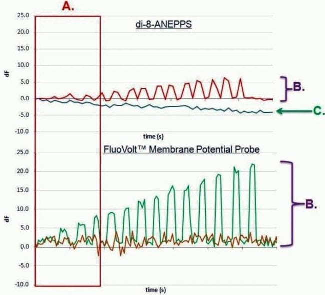FluoVolt™ Membrane Potential Probe versus di-8-ANEPPS