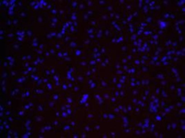 Phenotype marker expressions of the rat fetal neural stem cells proliferated up to passage 3 in StemPro® NSC SFM media (Cat. No. A1050901). Cells retain their undifferentiated phenotype. Less than 10% of the cells are positive for astrocyte marker GFAP.