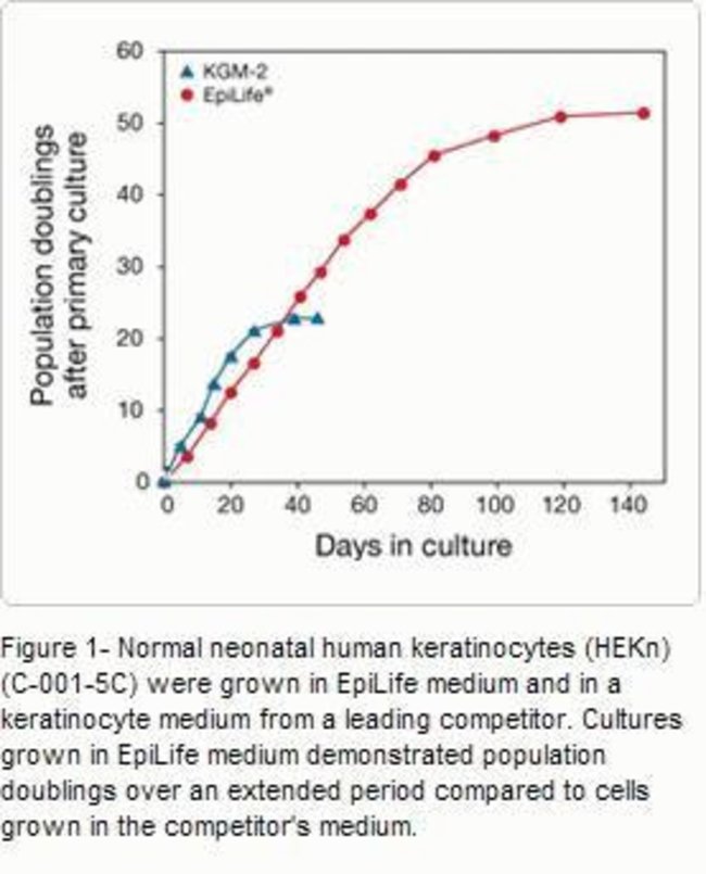 keratinocytes
