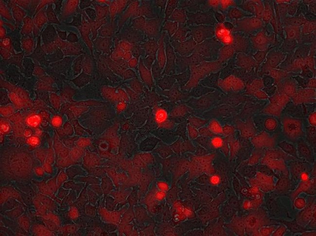 HeLa cells expressing TagRFP were imaged in transmitted and fluorescent red light on the FLoid® Cell Imaging Station (Cat.no. 4471136).