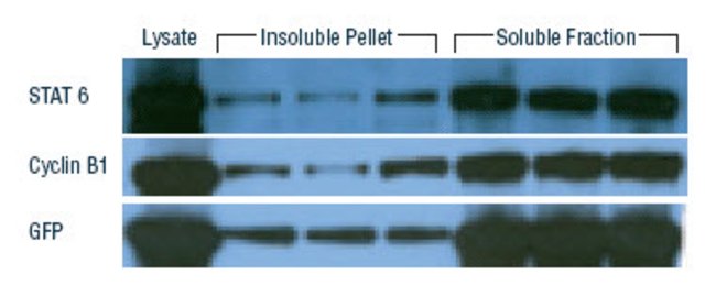 Efficient extraction of recombinant proteins from insect cells