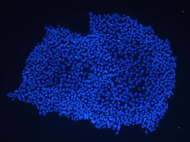 A colony of human embryonic stem cells (hESC) grown in Geltrex™ (Cat.no. A1413302) LDEV-free reduced growth factor basement membrane matrix was labeled with NucBlue® Live cell stain and imaged on the  FLoid® Cell Imaging Station (Cat.no. 4471136).