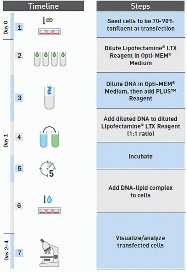 Lipofectamine LTX Reagent with PLUS Reagent - Thermo 