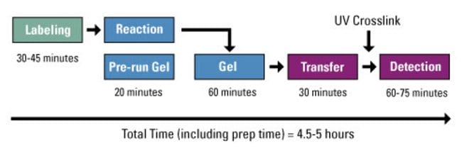 Procedure summary for the LightShift EMSA Kit