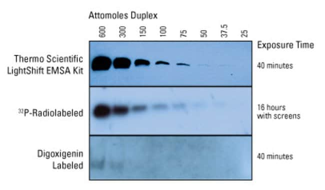 More sensitive EMSA detection than other gel shift assay methods