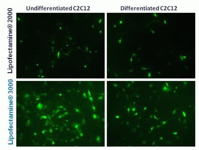 Lipofectamine?® 3000 Transfection Reagent delivers better transfection performance than Lipofectamine?® 2000 reagent as demonstrated by a customer (Rui Eduardo Castro, PhD, University of Lisbon). Shown are the results of transfection of undifferentiated and 3-day differentiated C2C12 cells in the presence of serum and antibiotic (100 ng GFP reporter vector was used per well in 24-well plates; analyzed 48 hrs later).