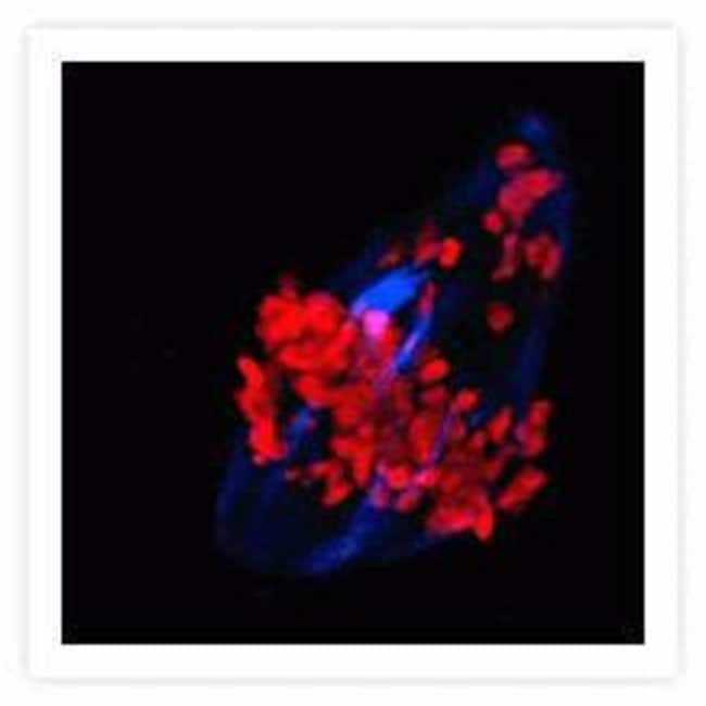 Mouse Anti-Alpha Tubulin Monoclonal Antibody (Cat. No. A11126)