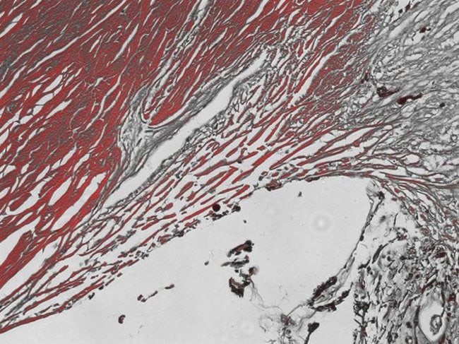 Following fixation and premeabilization, actin in a mouse liver tissue section wwas labeled with Texas Red® phalloidin (Cat.no. T7471) and  imaged on the  FLoid® Cell Imaging Station (Cat.no. 4471136) using the transmitted light and red fluorescence channels.