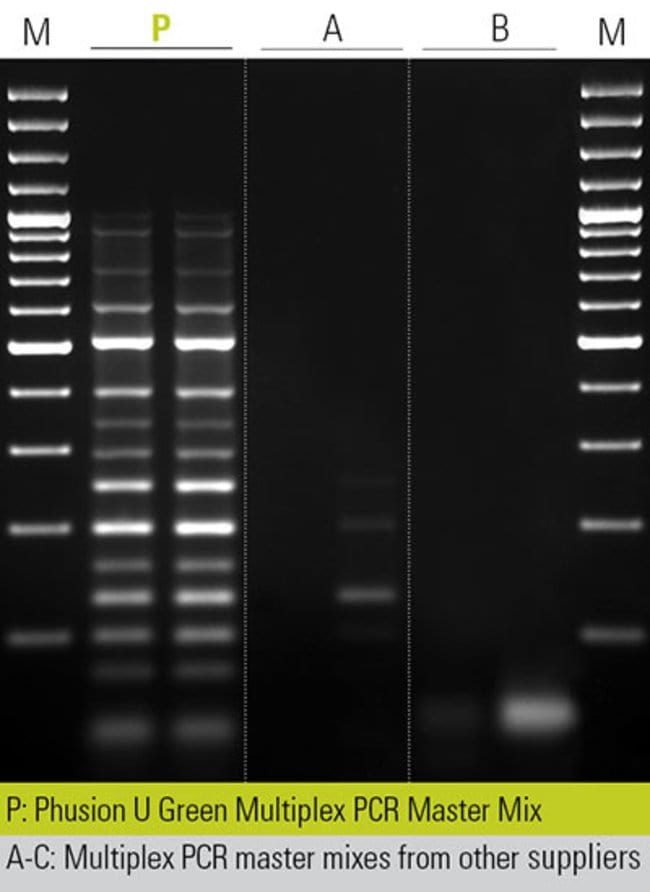 Multiplex PCR using whole blood samples