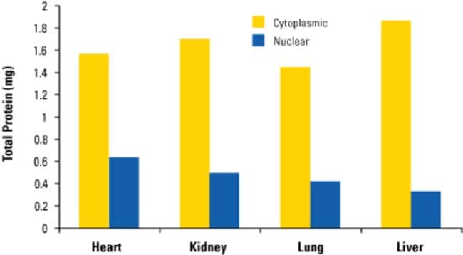 Total protein profile of cytoplasmic and nuclear extracts prepared from different mouse tissues