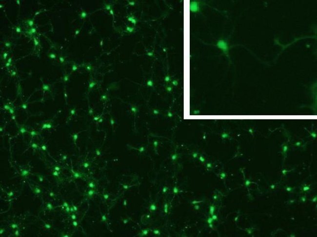 Cell viability indicator results with primary rat cortex neurons.