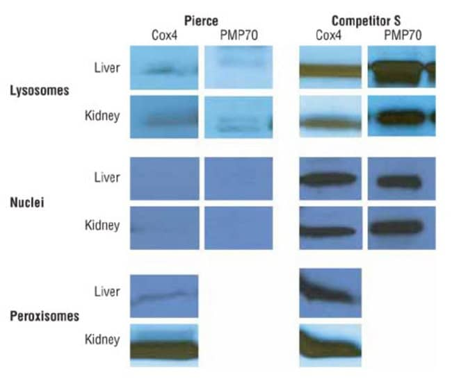 Cross-contamination of enriched organelles