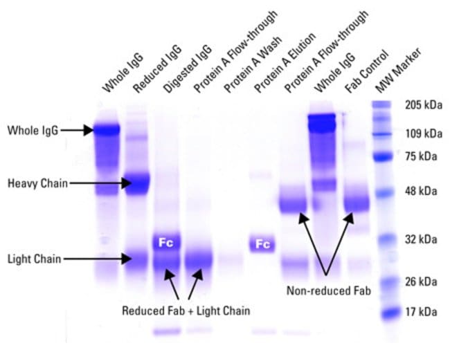 Typical SDS-PAGE (10% Bis-Tris) result of reduced and non-reduced Fab and Fc fragments from rabbit IgG