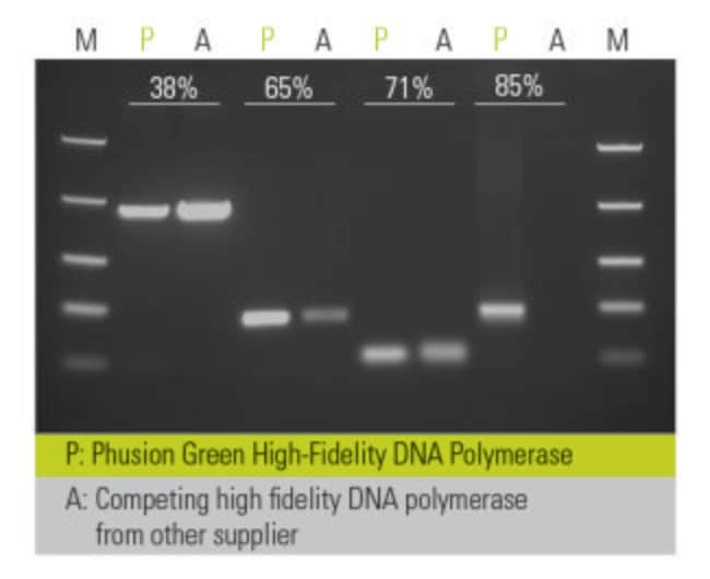 Robust amplification of DNA fragments regardless of GC content