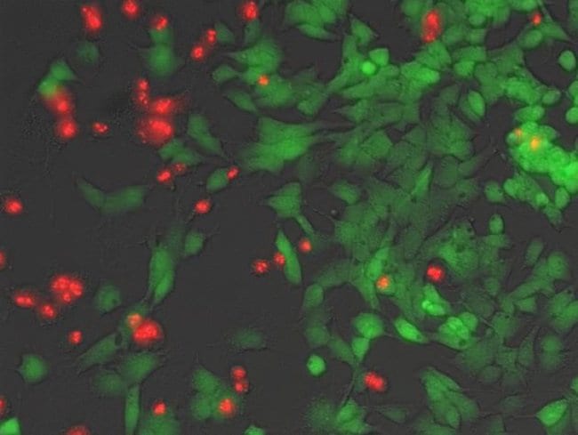 Tamoxifen-Treated Hep G2 Cells Stained Using the LIVE/DEAD® Cell Imaging Kit