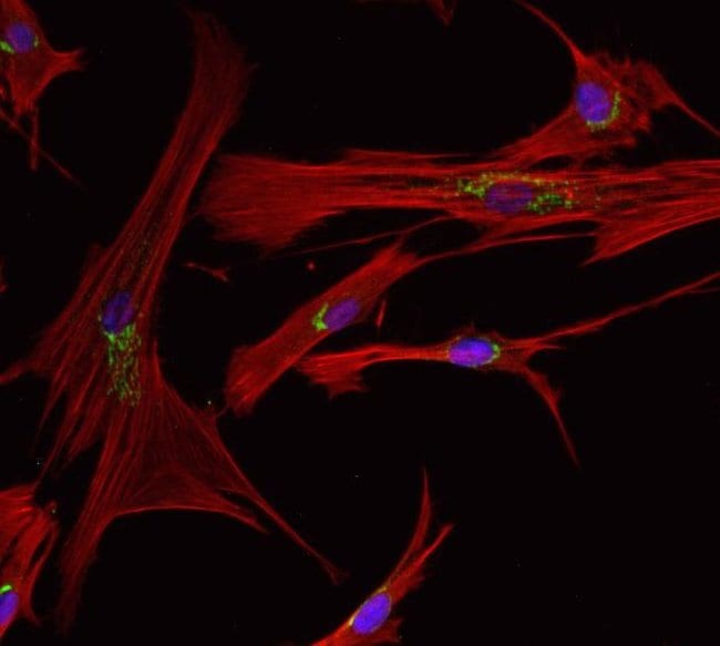 Image It Fixation Permeabilization Kit