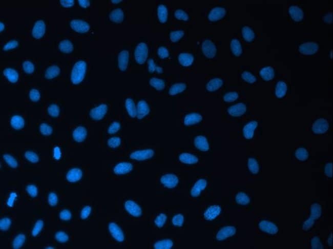 U-2 OS Cells Stained with NucBlue™ Fixed Cell Stain