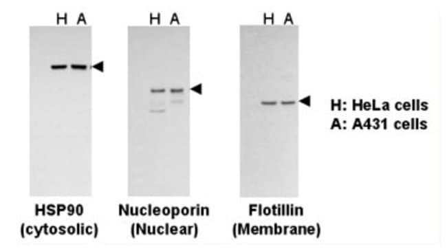 Ripa Lysis And Extraction Buffer