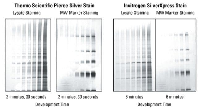 Dilutions of Escherichia coli lysate (1:25ÃŠtoÃŠ1:1000) and dilutions of pure protein were separated by electrophoresis using 10% tris-glycine gels at 125 volts for 2 hours. The gels were then stained with Pierce Silver Stain Kit and the Invitrogen&trade; SilverXpress&trade; Stain (Life Technologies). The molecular weight marker protein bands are myosin (14ÃŠtoÃŠ0.2ng), phosphorylase B (55ÃŠtoÃŠ0.9ng), BSA (14ÃŠtoÃŠ0.2ng), ovalbumin (55ÃŠtoÃŠ0.9ng) and carbonic anhydrase (55ÃŠtoÃŠ0.9ng). The development times indicated below each gel image refer to the amount of time the gel was in the developer solution before reaching the desired level of staining and then stopped.ÃŠ