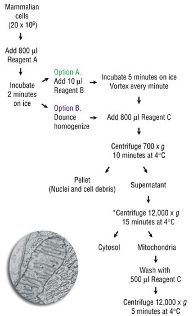 Protocol summary for isolation of mitochondria from cultured mammalian cells