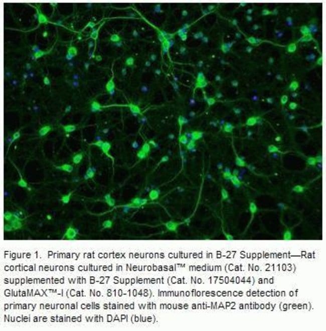 Primary rat cortex neurons cultured in B-27® Supplement